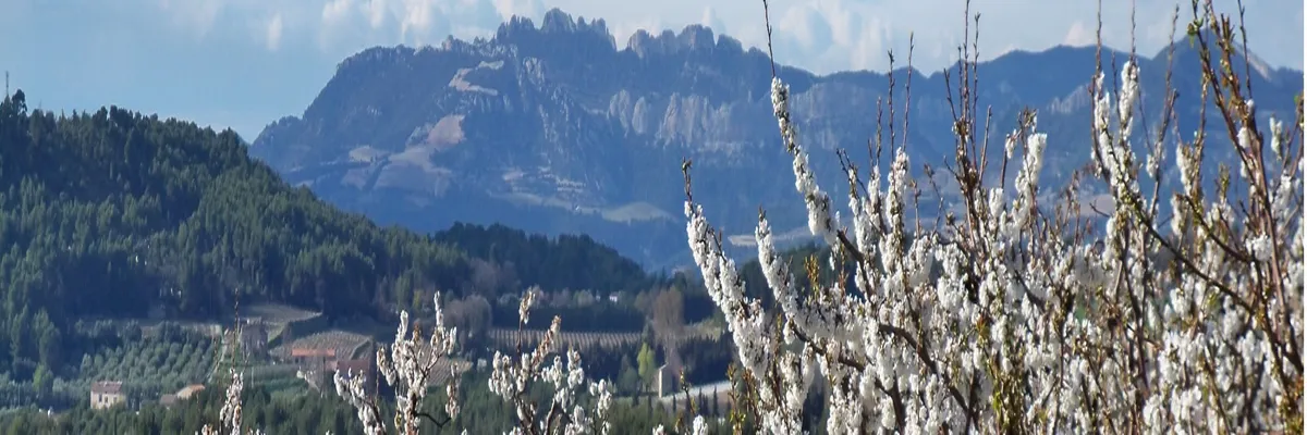 image-installateur-carport-solaire-venasque.webp Image Installateur carport solaire Venasque